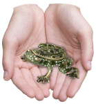 Prince Charming Frog keepsake urn shown in hands for size