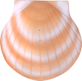 Wholesale Biodegradable Urns: Burial-At-Sea Shell Sand