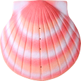Wholesale Biodegradable Urns: Burial-At-Sea Shell Coral